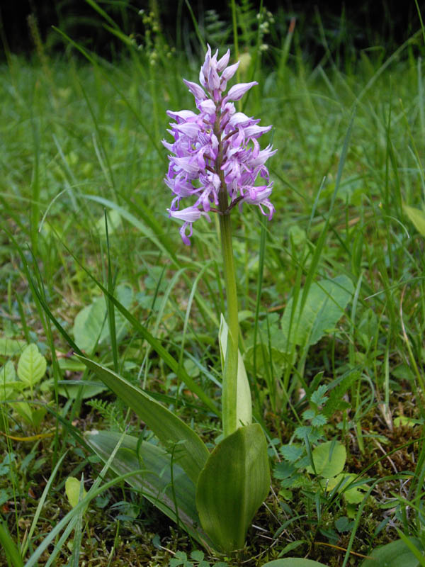 Orchis militaris